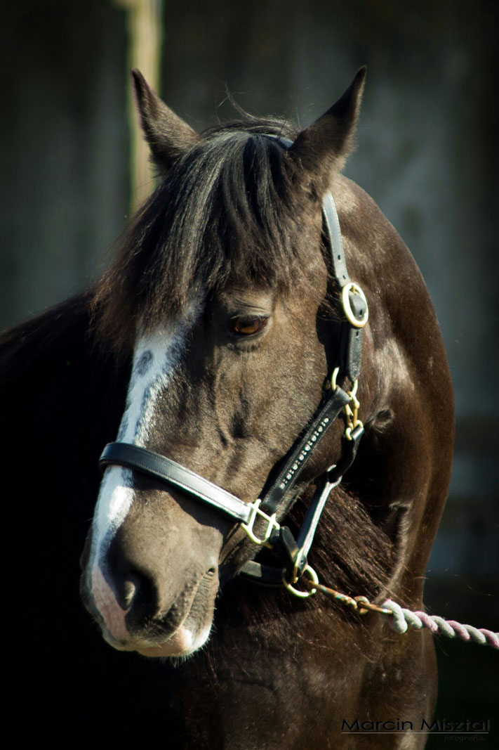brown horse