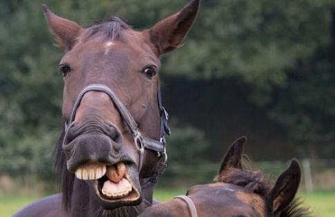 Horse being groomed